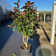 Magnolia grandiflora 125-150 cm 45L meerstammig