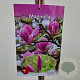 Magnolia 'Susan' 100 cm stam 5,0L
