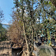 Quercus suber 300-350 cm container meerstammig