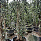Quercus suber 300-350 cm container meerstammig