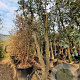 Quercus suber 300-350 cm container meerstammig