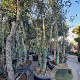 Quercus suber 300-350 cm container meerstammig