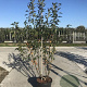 Malus 'Red Sentinel' 175-200 cm 50L solitair