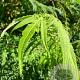 Rhus typhina 'Dissecta' 200-250 cm 45L meerstammig