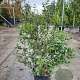 Osmanthus burkwoodii 60-80 cm 10L