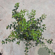 Osmanthus burkwoodii 60-80 cm 10L