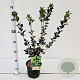 Osmanthus heterophyllus 30-40 cm 2,0L
