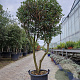 Osmanthus heterophyllus 160-180 cm container solitair
