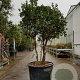 Osmanthus heterophyllus 200-250 cm container 80 stam
