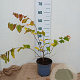 Parrotia persica 30-40 cm 3,0L