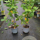 Parrotia persica 'Vanessa' 40-60 cm 3,0L