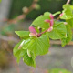 Tilia cordata 'Winter Orange' 200-250 cm 45L meerstammig