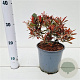Photinia fraseri 'Little Fenna' 20-30 cm 2,5L
