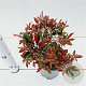 Photinia fraseri 'Little Fenna' 20-30 cm 2,5L