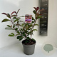 Photinia fraseri 'Red Robin' 30-40 cm P17