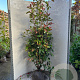 Photinia fraseri 'Red Robin' 175-200 cm met kluit