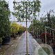 Photinia fraseri 'Red Robin' 180 cm stam container 20-25 lei 150x120