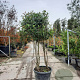 Photinia fraseri 'Red Robin' 175-200 cm cont. 130L paraplu