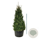 Picea abies 250-300 cm cont. 500L solitair