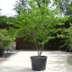 Zelkova serrata 12-14 HO cont. 55L