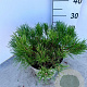 Pinus mugo mugo 30-40 cm 5,0L