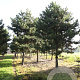 Pinus nigra nigra 50-60 HO draadkluit