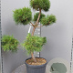 Pinus sylvestris 120-140 cm container paraplu