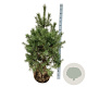 Pinus sylvestris 125-150 cm draadkluit extra
