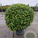 Quercus ilex 100 cm container bol
