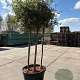 Quercus ilex 175-200 cm container meerstammig