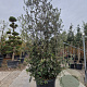 Quercus ilex 250-300 cm cont. 150L meerstammig
