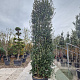 Quercus ilex 300-350 cm cont. 150L meerstammig