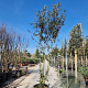 Quercus ilex 350-400 cm cont. 130L meerstammig