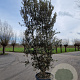 Quercus ilex 350-400 cm cont. 230L