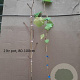 Vitis 'Boskoop Glory' 150-175 cm 5,0L