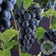 Vitis 'Boskoop Glory' 150-175 cm 5,0L