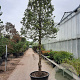Quercus ilex 150 cm stam container 6-8 bol