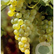 Vitis 'Vroege van der Laan' 150-175 cm 5,0L