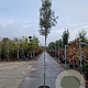 Quercus ilex 180 cm stam container 8-10