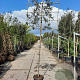 Quercus ilex 180 cm stam container 16-18