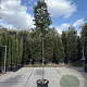 Quercus ilex 200 cm stam container 10-12 lei 150x120