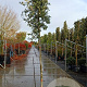 Quercus ilex 200 cm stam container 12-14