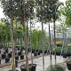 Quercus ilex 8-10 HO 35L
