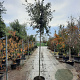 Quercus ilex 12-14 HO 35L