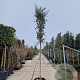 Quercus suber 180 cm stam container 16-18 leiboom
