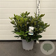 Rhododendron 'Cunningham's White' 40 cm 7,5L