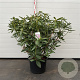Rhododendron 'Roseum Elegans' 60-80 cm 20L