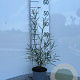 Salix elaeagnos 'Angustifolia' 30-40 cm C1.3