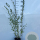Salix purpurea 60-80 cm 2,0L