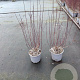 Salix purpurea 'Nana' 40-60 cm 2,0L